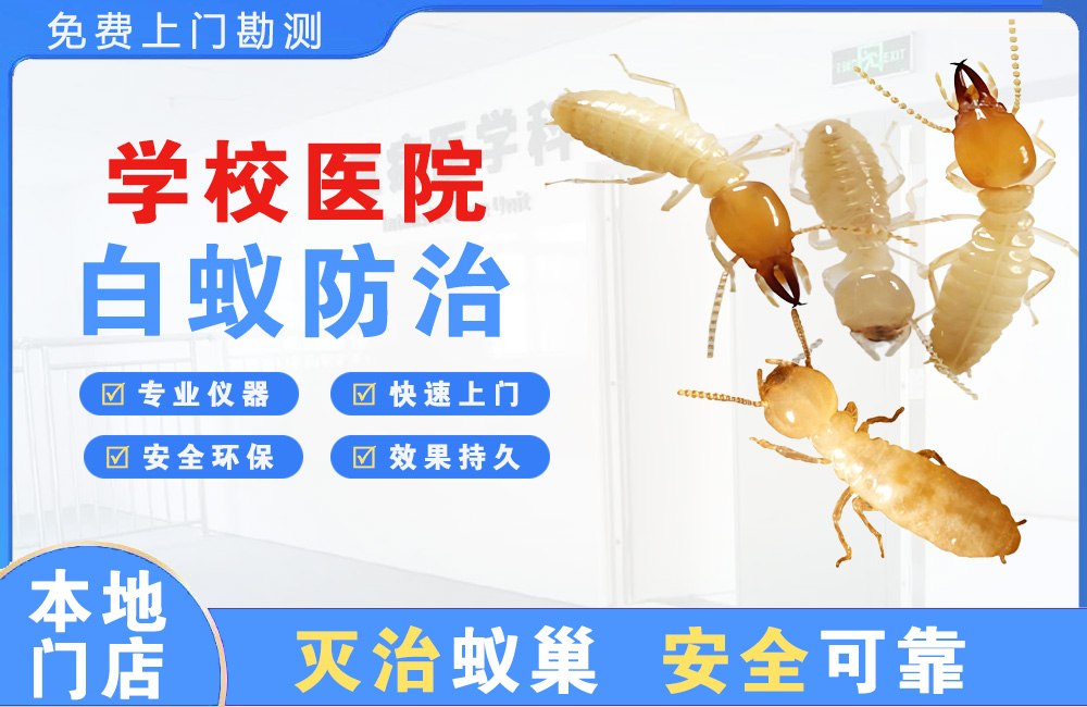 九江学校医院白蚁防治